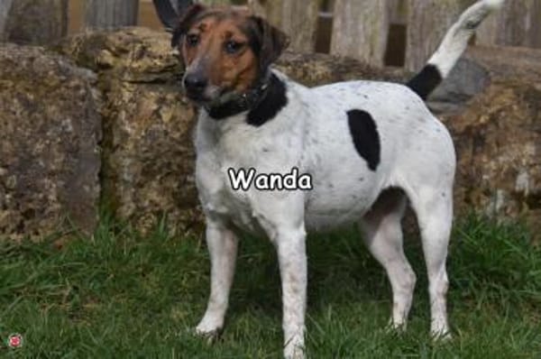 WANDA