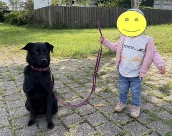 Ellie, sportliche Hündin, 5 Jahre