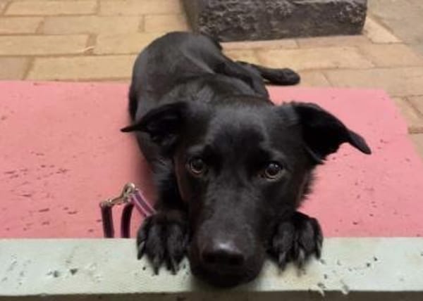 Ellie, sportliche Hündin, 5 Jahre