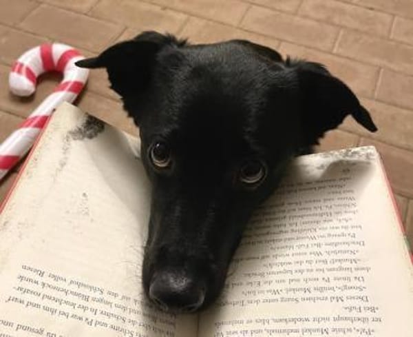 Ellie, sportliche Hündin, 5 Jahre