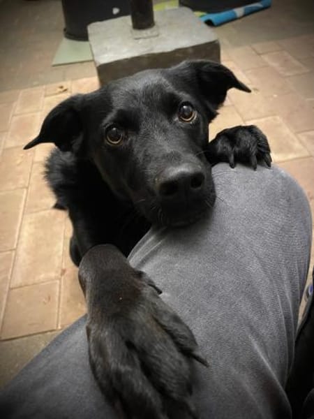 Ellie, sportliche Hündin, 5 Jahre