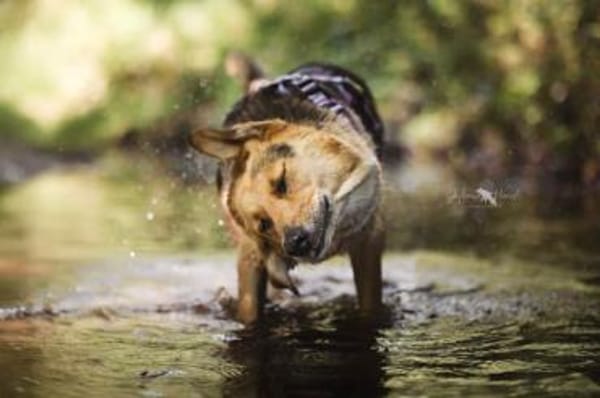 SKROLLAN -benötigt Zeit um zu Vertrauen-