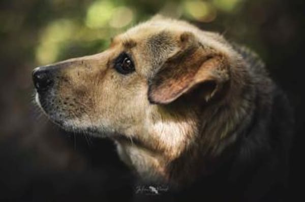 SKROLLAN -benötigt Zeit um zu Vertrauen-