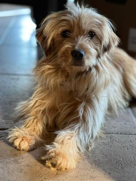 Bezaubernde JINY * Hündin mit TesaEffekt