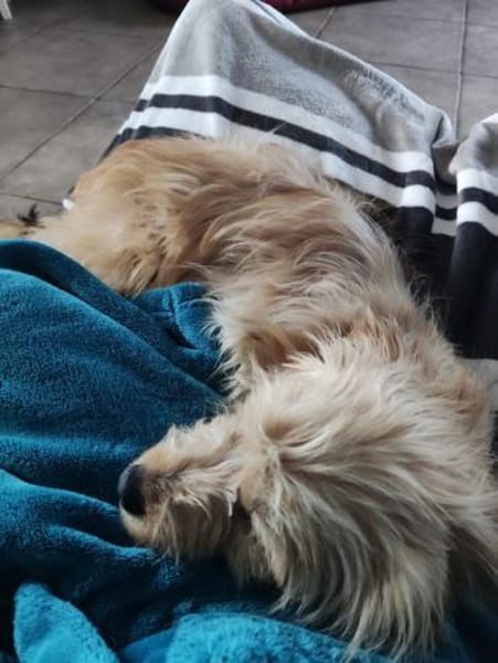 Bezaubernde JINY * Hündin mit TesaEffekt