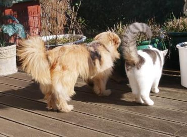 Bezaubernde JINY * Hündin mit TesaEffekt