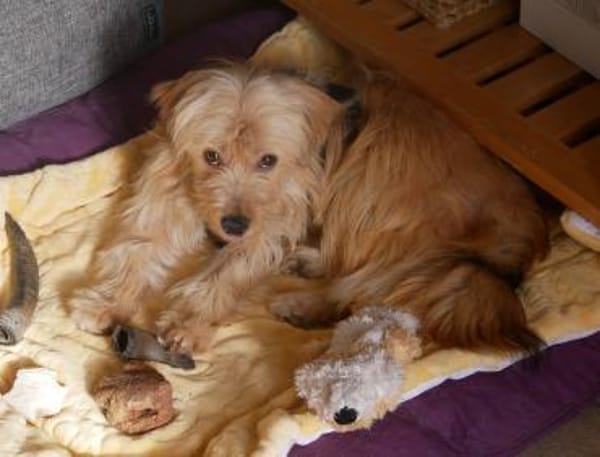 Bezaubernde JINY * Hündin mit TesaEffekt