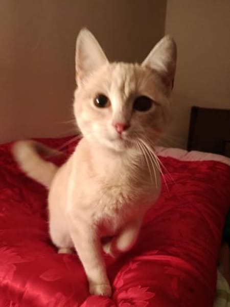 wunderschöner Kater Persik