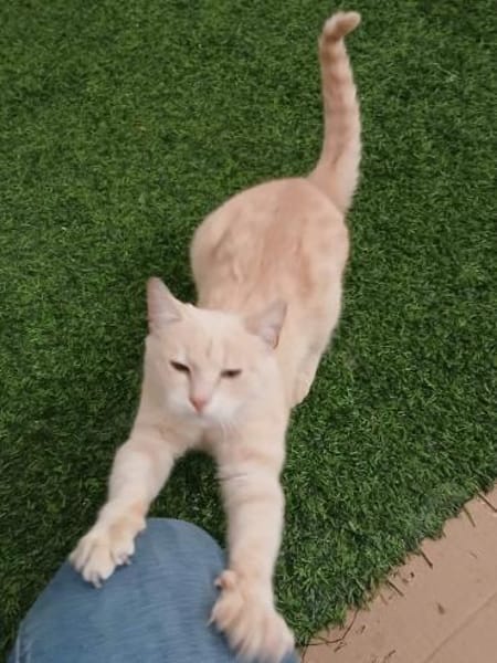 wunderschöner Kater Persik