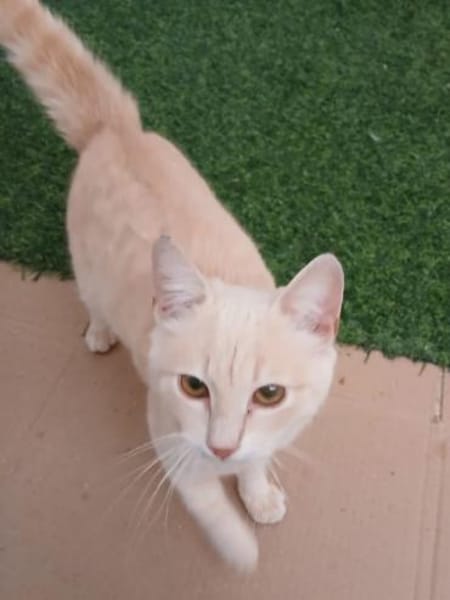 wunderschöner Kater Persik