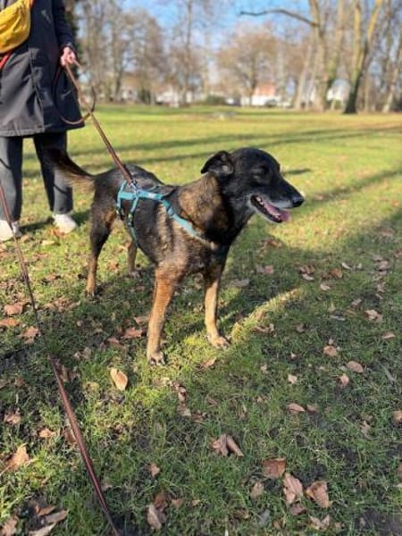 Mazzy, sanfte Hündin, ca. 5 Jahre, 51105