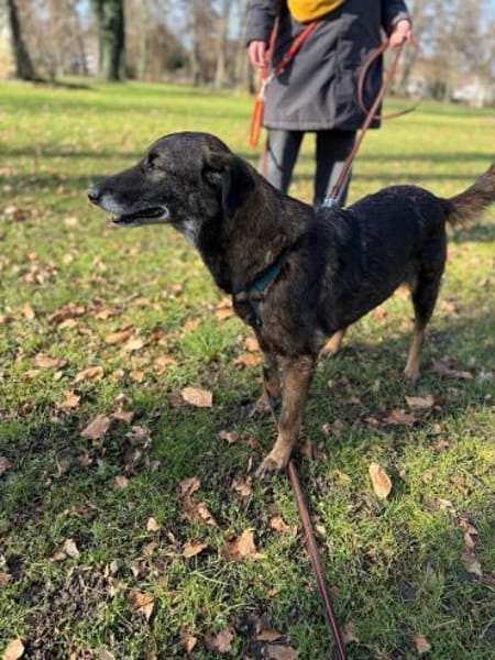 Mazzy, sanfte Hündin, ca. 5 Jahre, 51105