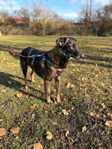 Mazzy, sanfte Hündin, ca. 5 Jahre, 51105