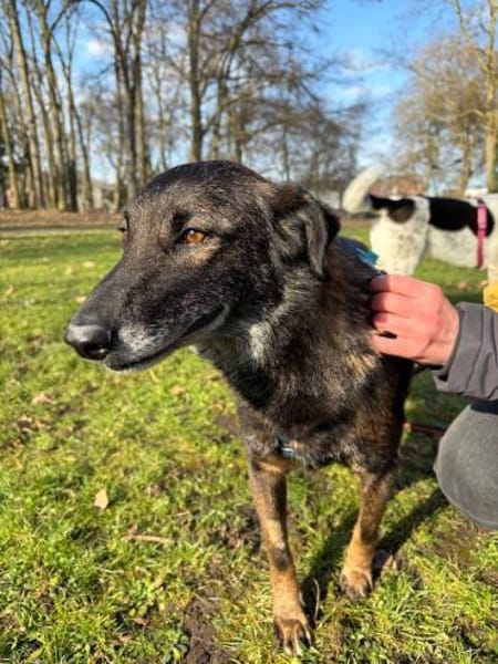 Mazzy, sanfte Hündin, ca. 5 Jahre, 51105