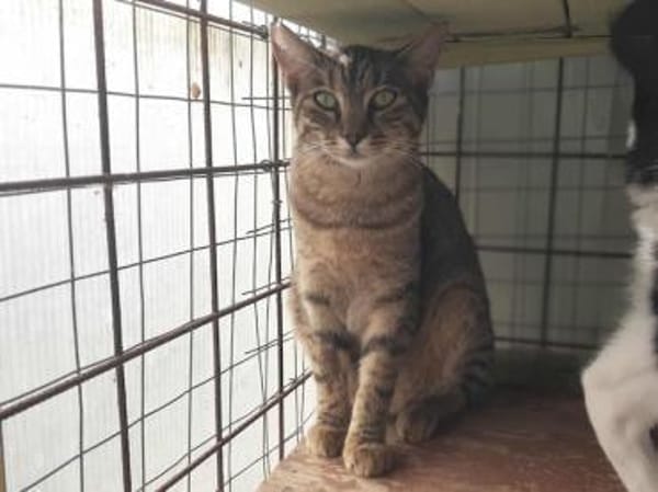 Tara, sanfte Tigerlady, ca. 1J 85591