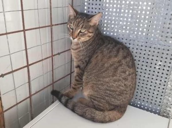 Tara, sanfte Tigerlady, ca. 1J 85591