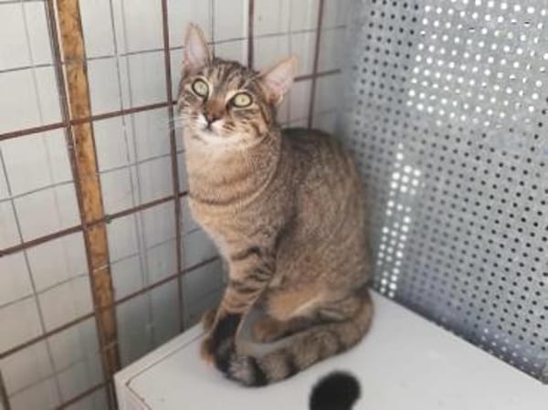 Tara, sanfte Tigerlady, ca. 1J 85591