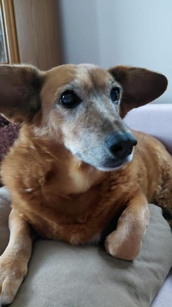 🐾 Zafira & Trixi  gemeinsam alt werden