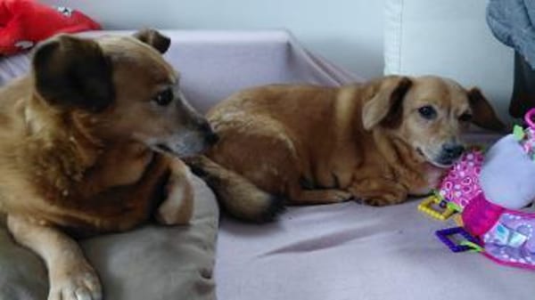 🐾 Zafira & Trixi  gemeinsam alt werden