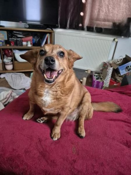 🐾 Zafira & Trixi  gemeinsam alt werden