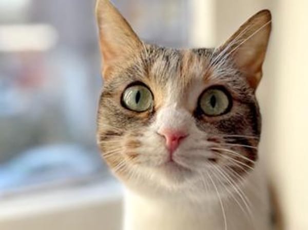 Goldige Martina hofft auf ihre Chance