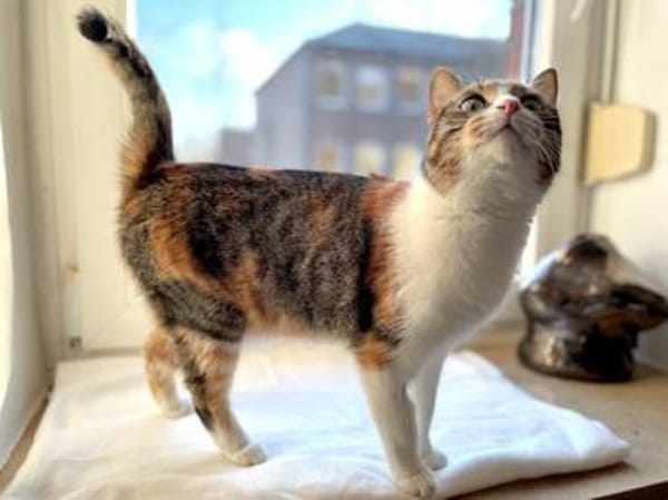 Goldige Martina hofft auf ihre Chance