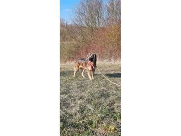 Flora - wartet in 99427 Weimar