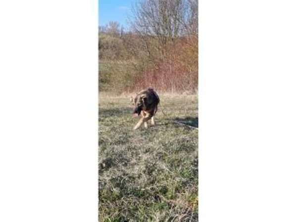 Flora - wartet in 99427 Weimar