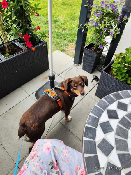 Bambi sucht ihre Menschen