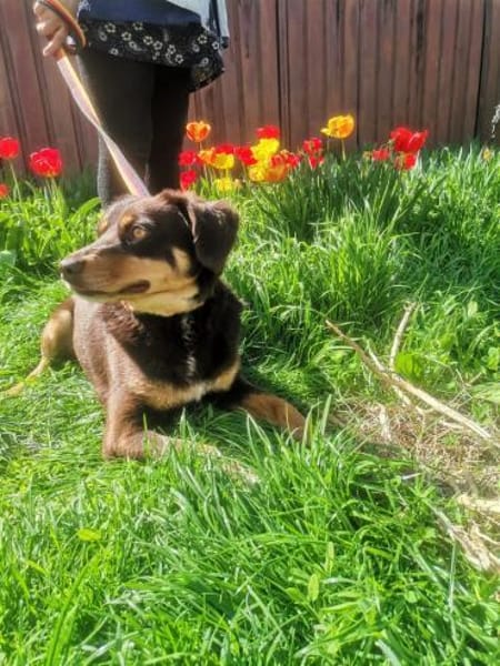 Bambi sucht ihre Menschen