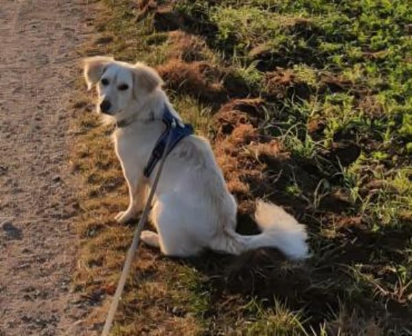 Balu sucht eine neue Familie