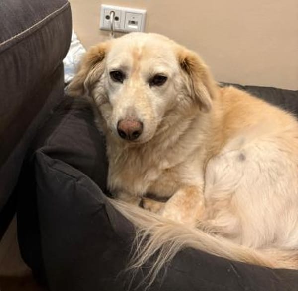 Balu sucht eine neue Familie