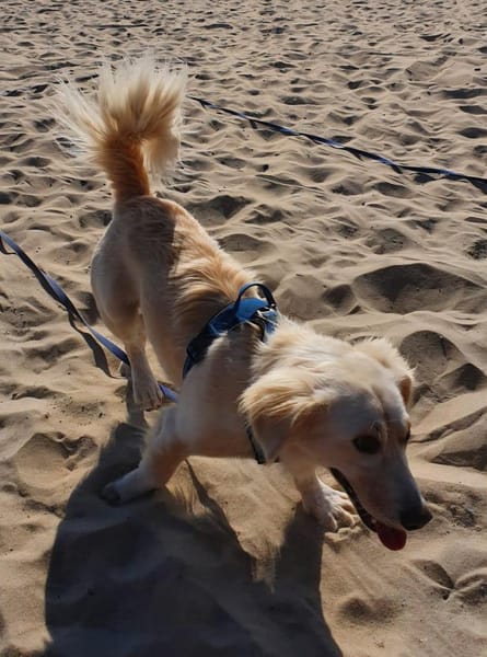 Balu sucht eine neue Familie