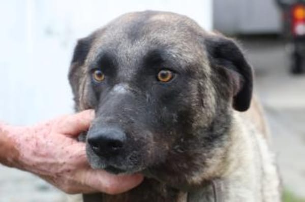 Santo - großer, sanfter Schmusebär