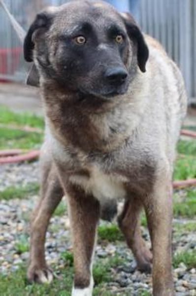 Santo - großer, sanfter Schmusebär