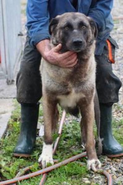 Santo - großer, sanfter Schmusebär