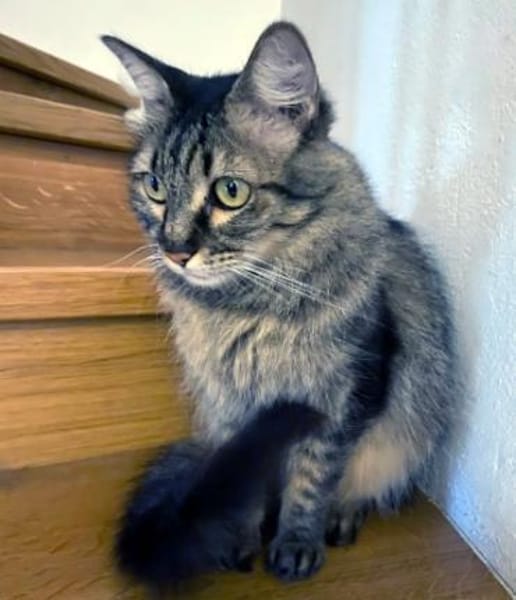 Hübsche, schüchterne Katze Kicha