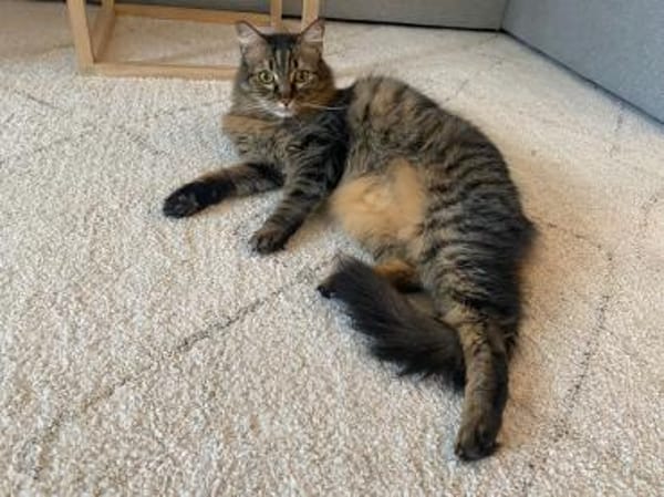 Hübsche, schüchterne Katze Kicha