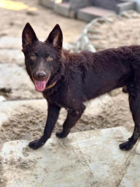 Frodo, lustiges Kämpferherz, ca. 6 Monat