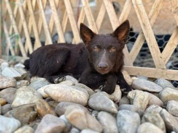 Frodo, lustiges Kämpferherz, ca. 6 Monat