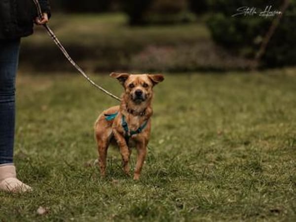 Liebenswerter Lollo sucht Zuhause