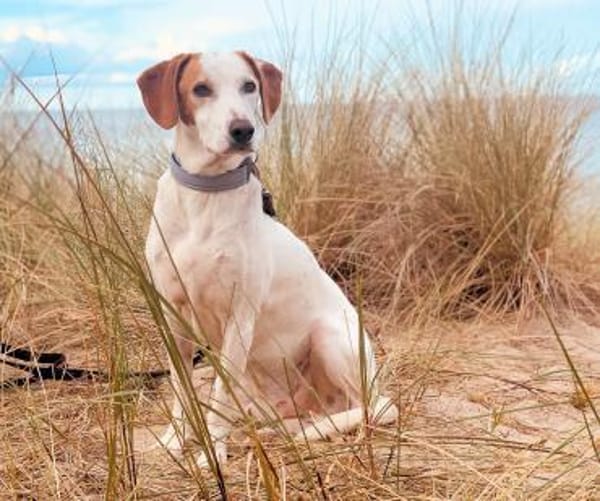 NATALE - Traumhund auf PS in Hessen