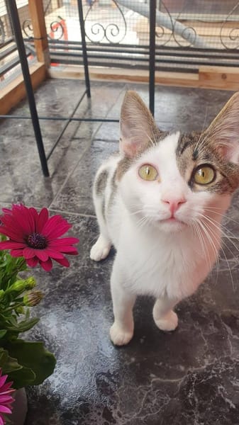 Sebastian und Bettina (Kater, Ataxie)