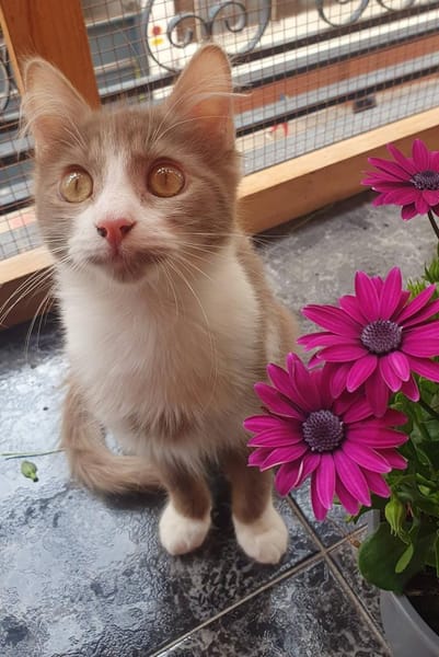 Sebastian und Bettina (Kater, Ataxie)