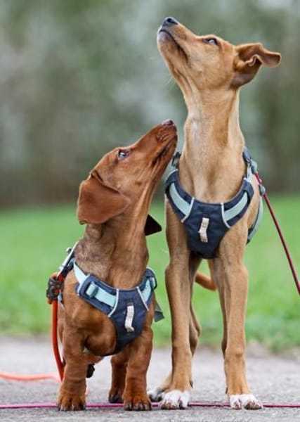 MAJA ❤ Welpentraum!