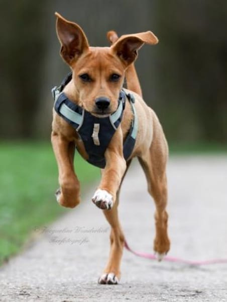 MAJA ❤ Welpentraum!