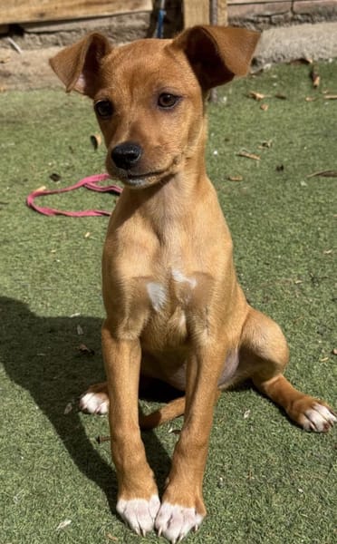 MAJA ❤ Welpentraum!