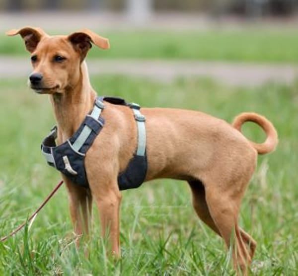 MAJA ❤ Welpentraum!