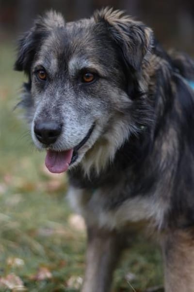 Linga, w., kastr., Mischling, ca. 50 cm