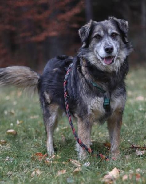 Linga, w., kastr., Mischling, ca. 50 cm